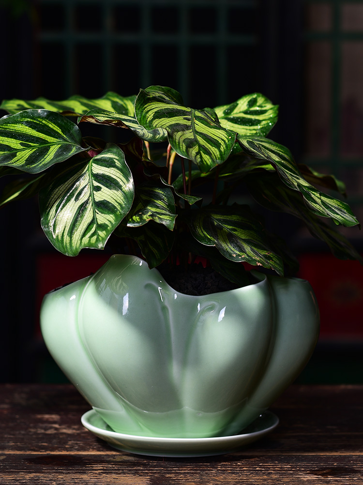 Ceramic POTS with creative money plant potted tray was oversized contracted orchid home indoor green plant bonsai flowers