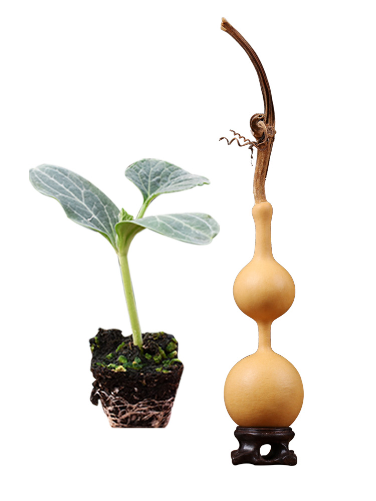 small gourd seed seedling seedling four seasons garden plants potted sweet collectables - autograph to heavy giant hand twist gourd gourd seed