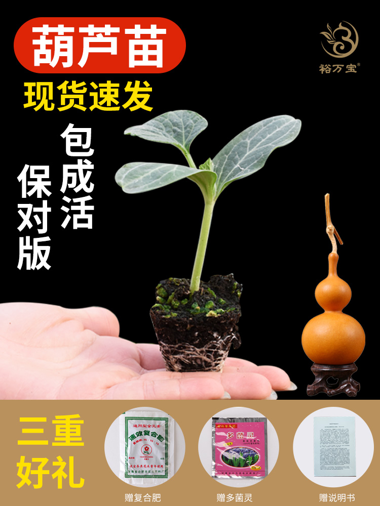 small gourd seed seedling seedling four seasons garden plants potted sweet collectables - autograph to heavy giant hand twist gourd gourd seed