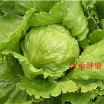 Lettuce seeds are eaten raw iceberg spherical spring and autumn sowing seasons balcony potted vegetables vegetables seed seed hole