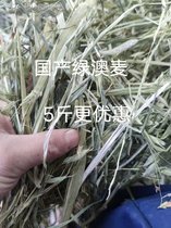 Bunny grass shop Bunny grass shop green Australian wheat rabbit chinchilla guinea pig molar snacks 5 catties