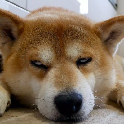 质量非常好，与卖家描述的完全一致，非常满意,真的很喜欢，完全超出期望值，发货速度非常快，包装非常仔细、严实，物流公司服务态度很好，运送速度很快，很满意的一次购物