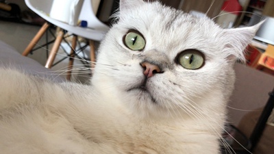 这是一个好评模板,因为本仙女很懒,不想每个产品都写好评,所以特地模仿好友写下这个模板,但是这个产品无论是质量还是外形都是本仙女喜欢的类型,如果不喜欢,仙女收到东西会很生气,然后这个模板就会成为仙女喋喋不休的休书,自然不可能撒下这个好评,给各位淘友一个参考,本产品还是极好的,——来自一位慵懒的只爱购物不爱写评语却想换积分的仙女! 好吧,说真的,很好,喜欢。 这是一个好评模板,因为本仙女很懒,不想每个产品都写好评,所以特地模仿好友写下这个模板,但是这个产品无论是质量还是外形都是本仙女喜欢的类型,如果不喜欢,仙女收到东西会很生气,然后这个模板就会成为仙女喋喋不休的休书,自然不可能撒下这个好评,给各位淘友一个参考,本产品还是极好的,——来自一位慵懒的只爱购物不爱写评语却想换积分的仙女! 好吧,说真的,很好,喜欢。