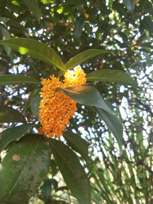 这是一个好评模版，因为本仙女很懒，不想每个产品都一一去写好评，所以特地模仿好友写下这个模版，如果你看到这个评价，说明这个产品无论是质量还是外形都是本仙女喜欢的类型，如果不喜欢，就不会有这个评价了，给其他小仙女一个参考。来自一位只爱购物不爱写评论却想换积分的小仙女。