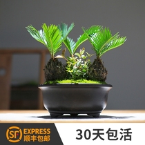 Suiron bonsai iron tree creative styling potted view leaf flower resistant plant sapling living room to purify the air well