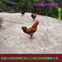 Chongqing farm free-range rooster soil rooster moon chicken grass chicken fresh live chicken about 6 pounds now kill now Shunfeng