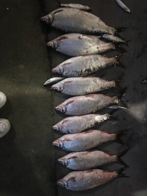 评测点评佳钓尼鱼竿有哪些系列，哪款型号比较好的？老司机说说！