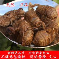 Cicada metamorphosed 250 gr knowledge of cicadas cicadas Cicadina Cicadas for Wild Natural no use of complete New Cargo Monkey Shell Gold