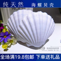 Hawaiian shell large pure white shell natural conch shell fish tank wall painting scallops
