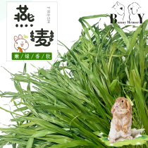 2021 selected head stubble drying green oatmeal high fiber rabbit dragon cat guinea pig grain grass dry pasture net weight 500g