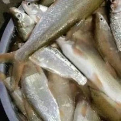 用了段时间手感不错。久抛不累。就是遛鱼急不得 用了段时间手感不错。久抛不累。就是遛鱼急不得