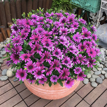 (Small seedlings) African blue eyes chrysanthemum potted flower seedlings non-seed four seasons plant courtyard flowers indoor and outdoor Marigold