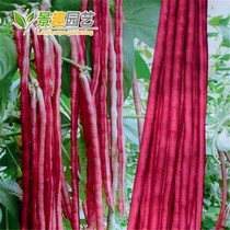 New product promotion vegetable seeds original spring and autumn red cowpea seeds red bean red bean seeds balcony potted beans