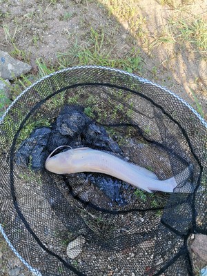 目前看来开沃精工鱼竿怎么样，质量如何？会不会真的很容易断裂