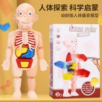 Shivering Tongan Body Organ Model Pendulum Pieces Children Enlightenment Science Teaching DIY Assembly Medicine Early Education Puzzle Toys
