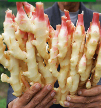 3 Jin fresh tender ginger ginger ginger ginger ginger sprouts now dig red buds ginger fresh ginger vinegar pickled ginger farm fresh vegetables