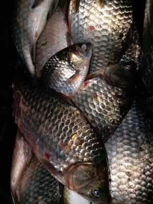 目前看来威联盟鱼竿质量怎么样,好不好用?是不是杂牌的鱼竿?