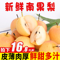 Pure fragrant fruit Northeast Nanguo pear fresh 5kg fragrant pear fruit small red pear seasonal perfume pear whole box 10