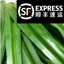 Fresh Pandan leaves Banlan leaves colorful leaves Fresh domestic Pandan leaves Banlan leaves to make colorful cakes 500g
