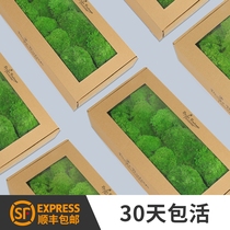 Evergreen moss bonsai green tundra DIY tabletop pendulum piece plant wall Interior decoration Landscaping Green Plant Micro Landscape Potted Plant