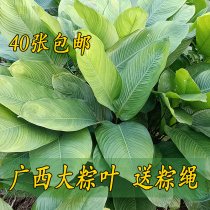 Leaf leaf of the leaf of the leaf free of fresh and large leaf of the new leaf of the New Years Bag of the Line for the cross of the Winter Leaf