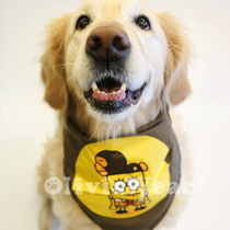 Cute to foul large dog Golden retriever Satsuma cartoon Velcro cotton saliva towel Bib triangle towel
