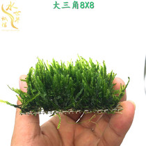 Moss sheet water grass fish tank negative living building aquarium decoration living body big triangle pine and tear flame