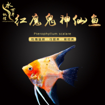 Red Devil God Fairy Fish Peru Oatfish Blue Devil Ink Swallow White God Panda God Fairy Isabel Each set of 2 bars