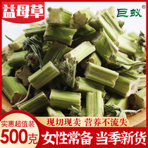 Motherwort Chinese herbal medicine fresh motherwort soak water drink motherwort dry soak foot motherwort tea wild motherwort powder
