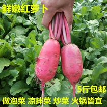 Carrot fresh red skin white heart tender radish farmhouse pickled kimchi Rouge water radish 5kg