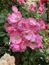 Muzi Ge Fujimoto rose high temperature heat resistance Southern Guangdong Guangxi cold garden