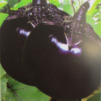Shouguang vegetable seeds round eggplant seeds early maturing black purple spring sowing open-air greenhouse planting seeds