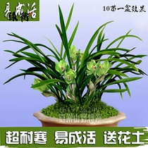 Orchid seedlings with flower buds potted orchid indoor green planting living room dwarf flowers Cymbidium lumpy-fragrant Clivia Cymbidium hanging