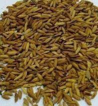 Chinese herbal medicine fried rice sprouts fried rice buds 500 gr