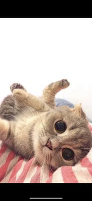 和此卖家交流，自觉七经八脉为之一畅，我在淘宝买了这么多年，所谓看过"女干"商无数，但与卖家您交流，我只想说，老板你实在是太好了。 你的高尚情操太让人感动了。本人对此卖家之仰慕如滔滔江水连绵不绝，海枯石烂，天崩地裂，永不变心。交易成功后，我的心情竟是久久不能平静。自古英雄出少年，卖家年纪轻轻，就有经天纬地之才，定国安邦之智，而今，天佑我大中华，沧海桑田5000年，神州平地一声雷，飞沙走石，大雾迷天，朦胧中，只见顶天立地一金甲天神立于天地间，花见花开，人见人爱，这人英雄手持双斧，二目如电，一斧下去，混沌初开，二斧下去，女娲造人，三斧下去，小生倾倒。得此大英雄，实乃国之幸也，民之福，人之初也，怎不叫人喜极而泣 .......看着交易成功，我竟产生出一种无以名之的悲痛感&mdash;&mdash;啊，这么好的卖家，如果将来我再也遇不到了，那我该怎么办？直到我毫不犹豫地把卖家的店收藏了，我内心的那种激动才逐渐平静下来。可是我立刻想到，这么好的卖家，倘若别人看不到，那么不是浪费心血吗？经过痛苦的思想斗争，我终于下定决心，牺牲小我，奉献大我。我要以此评价奉献给世人赏阅，我要给好评&hellip;&hellip;