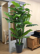 Plant fake potted green plant living room fake flower large traveler banana fake tree decoration banana tree simulation ground flower Indoor