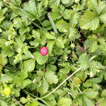 Snake Berry Grass Fresh Natural Monk Head Slop Grass Now dragon puff pearl trifoliage Three-claw wind Chaoshan Chaoshan Chinese herbal medicine 500g