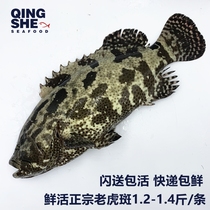 Shanghai flash to send fresh seafood tiger spot fresh grouper live delivery deep-sea fish 650g a piece