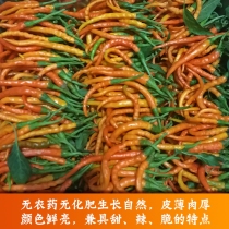 Hunan Hengdong Three Changs Fresh Chili Peppers Yellow Gongpepper Pepper Origin Straight For Fresh Yellow Spicy Seeds Now Pluccled hair with box 4 catties