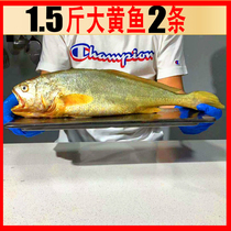 East China Sea large yellow croaker 1 5kg * 2 yellow croaker sea catch fresh fresh live frozen sea fish seafood aquatic products