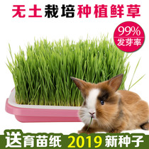 Pet planting fresh grass soilless hydroponic wheatgrass rabbit Dutch pig vitamin C fresh grass Timothy pasture catnip