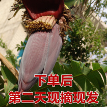 Guangxi plantain flower freshly eaten with banana heart large banana flower bud with box 3 kilos