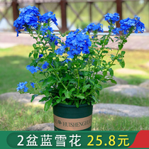 Light and elegant fresh blue snowflake potted big seedling orchid snowflake lollipop flower heat-resistant balcony good Four Seasons open