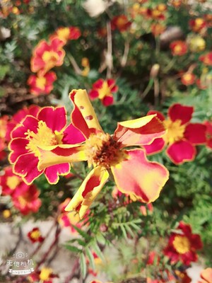 东西收到以后马上查看，发现与图片描述一致，超级喜欢，卖家发货速度很快，，服务也很到位，给老板点个赞，下次还会来购买.........无意中来到你小铺就淘到心意的宝贝，心情不错!价格大众化，质量很好呀，款式、面料我都挺满意的．如果有需要我还会继续光顾你的店铺 。