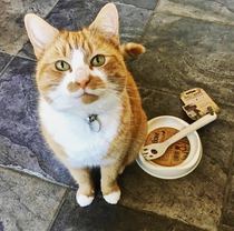 Adejia UK imported Beco Cat special rice bowl Canned less spoon Environmental protection shallow bowl Cat food bowl