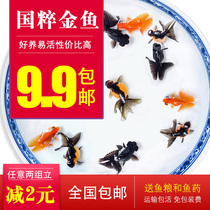 Goldfish live ornamental fish Live small golden fish Cold water fish Koi fish goldfish seedlings live freshwater Korean style * Chuang