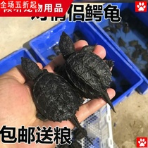 Little turtle living crocodile turtle Miscellaneous Buddha crocodile turtle seedling pet turtle living North American crocodile turtle water turtle Buddha crocodile turtle