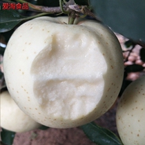 Authentic fresh Wang Lin Apple 5kg white lovers sweet crisp Net red Big White Apple pregnant women fruit season whole box