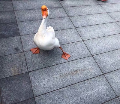 活动的时候买的 相当于半价了 很划算 这家的内衣舒适度还是不错的 活动的时候买的 相当于半价了 很划算 这家的内衣舒适度还是不错的