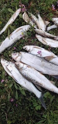大家谈谈heron鱼竿质量怎么样，好不好用？这个牌子是国产的吗？